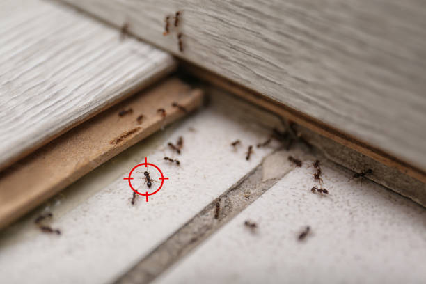Best Emergency Pest Control  in Escanaba, MI